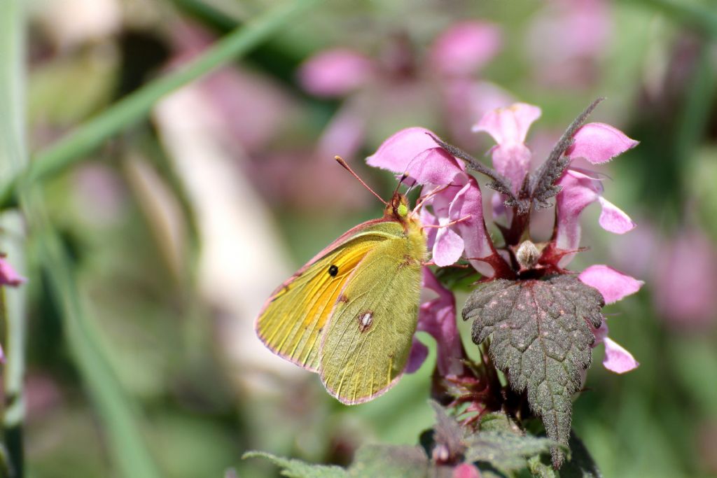 Colias crocea